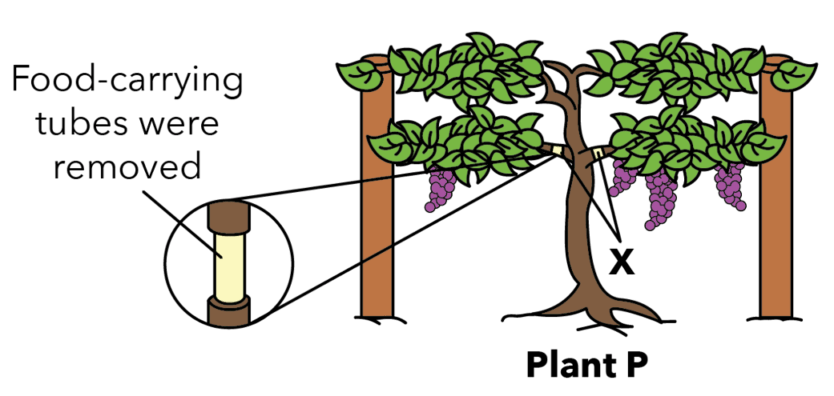 how is food transported in plants