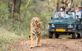 Book Tiger Safari: A Guide to Experiencing India’s Wild Heritage