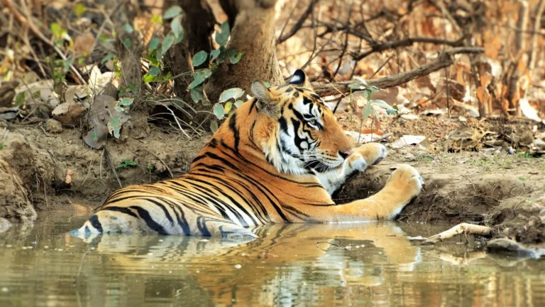 Best Tiger Safari in India Top Wildlife Destinations for a Thrilling Encounter
